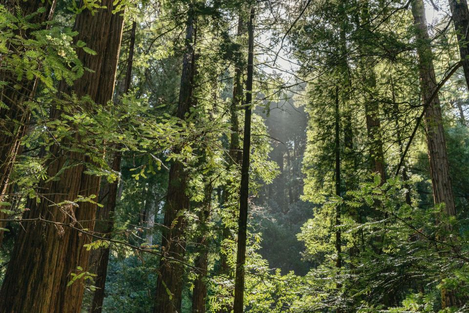 From San Francisco: Muir Woods National Monument Guided Tour - Sightseeing and Guided Narration