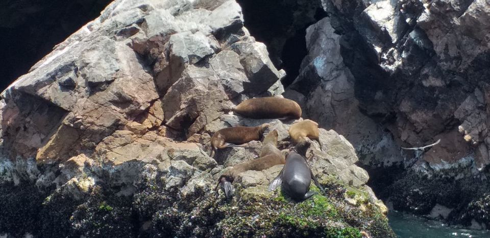 From San Martin Port: 2-Hour Ballestas Island - Common questions