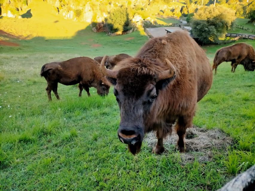 From Santander: Cabarceno Natural Park Half-Day Trip - Pickup Details