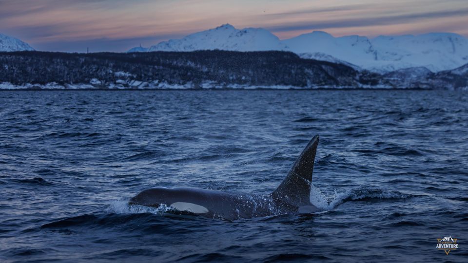 From Skjervøy: Whale Watching in a Heated Cabin Cruiser - Tour Duration