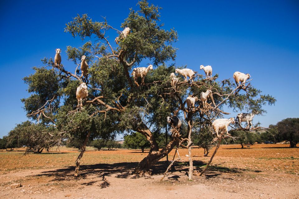 From Taghazout: Tree-Climbing Goats Sightseeing Tour - Tour Inclusions