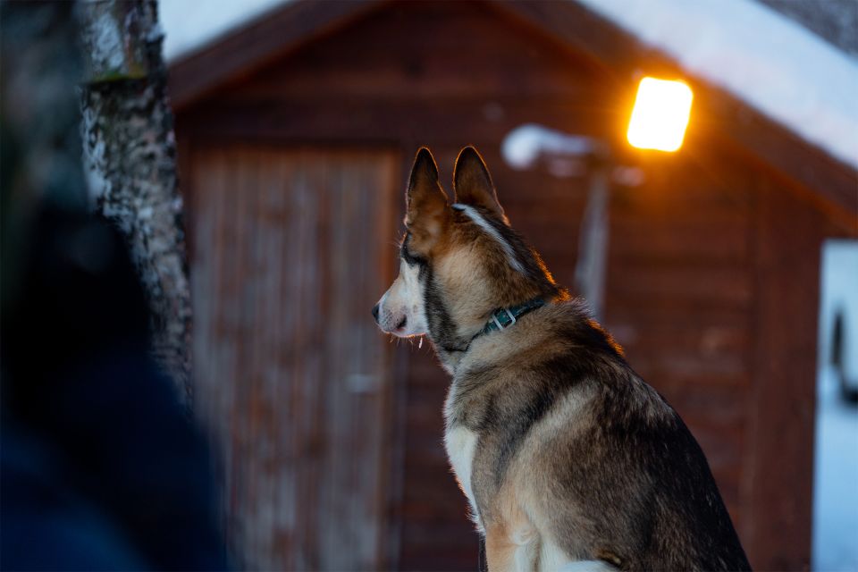 From Tromsø: Fun and Easy Dog Sledding Adventure - Last Words