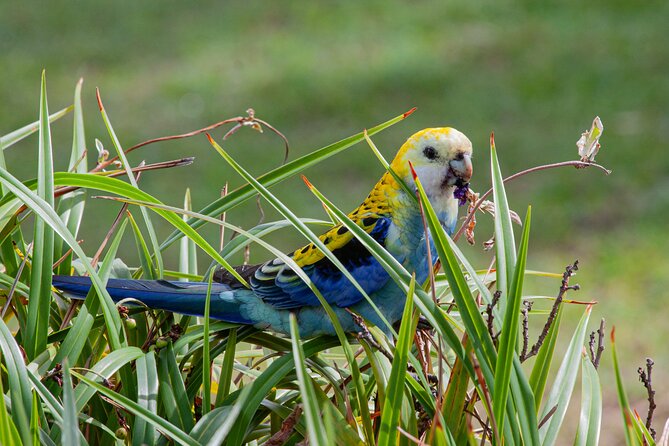 Full Day Birdlife Tour in Bribie Island - Common questions