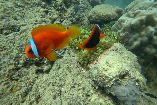 Full-Day Cham Islands Cruise From Hoi an With Underwater Walking Excursion - Last Words