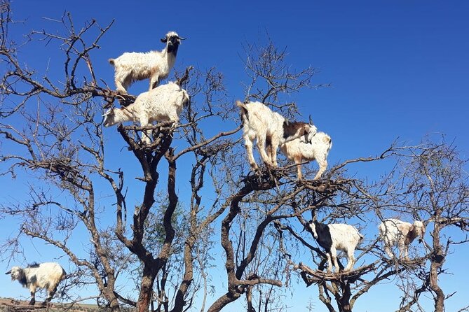 Full-Day Excursion to Essaouira From Marrakech - Copyright and Terms