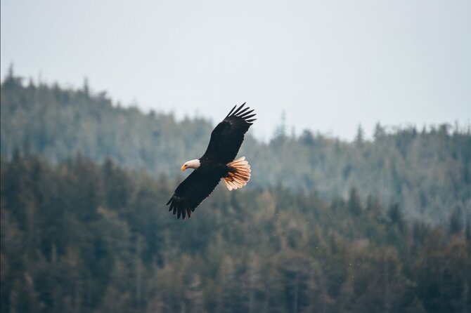 Full Day Kayaking Adventure on Vancouver Island - Contact and Support