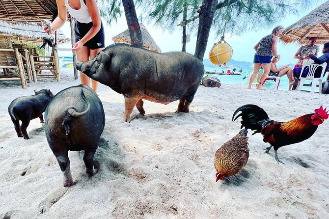 Full-Day Pig Island Snorkeling Trip - Booking Information