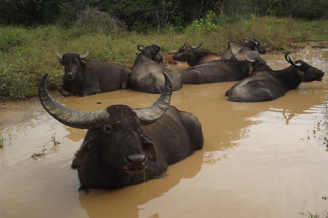 Full Day Safari Tour in Yala National Park - Additional Resources