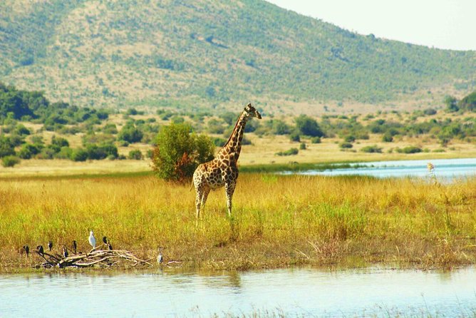 Fully Inclusive Pilanesbserg Safari From Johannesburg - Cancellation Policy