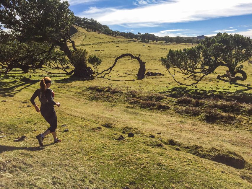 Funchal: Fanal Ancient Forest Running Tour - Directions