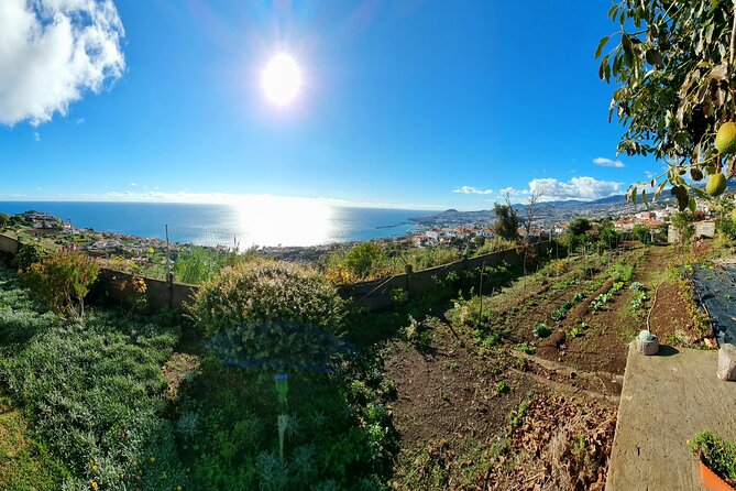 Funchal Private Farm Dinner Experience  - Madeira - Culinary Offerings and Pricing