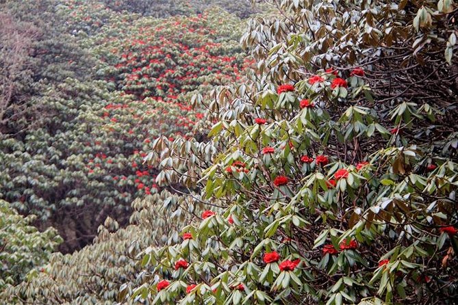 Ghorepani Poon Hill Trek - Last Words