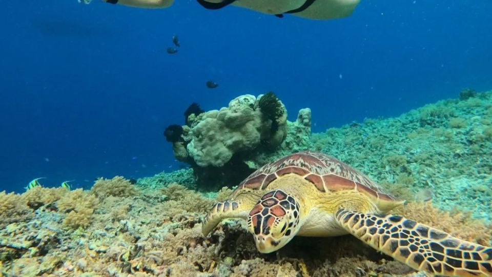 Gili Trawangan: Gili Island 3 Spots Snorkeling With Turtle - Location: Gili Islands, Indonesia