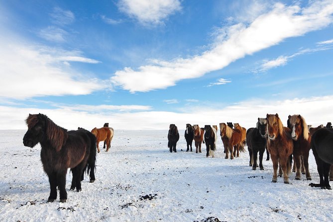 Golden Circle and Horses - Horseback Riding Experience