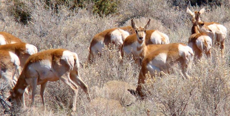 Grand Canyon: Morning Off-Road Safari With Skip the Gate - Off-Road Route Information