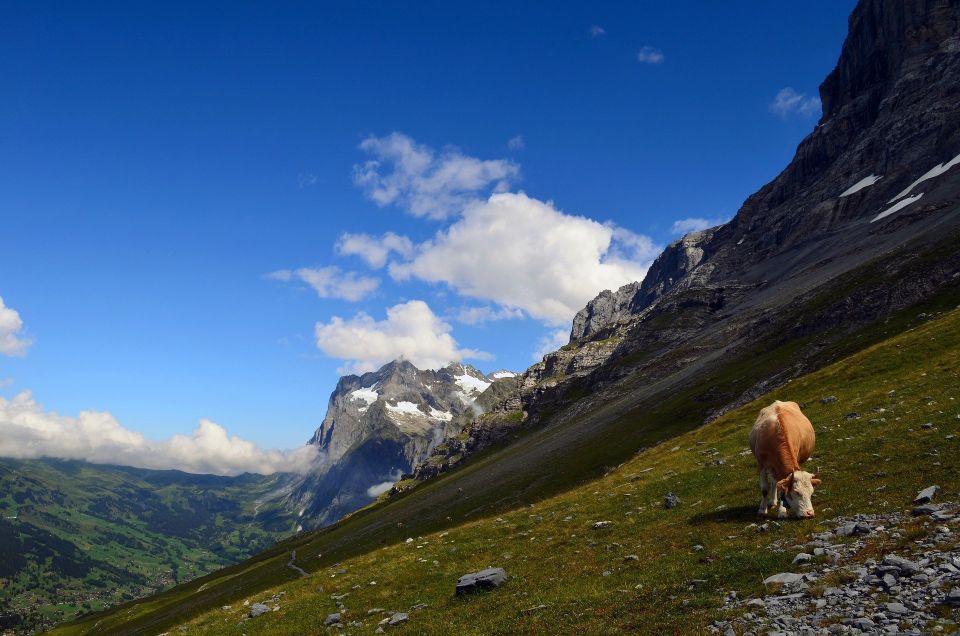 Grindelwald: Guided 7 Hour Hike - Meeting Point