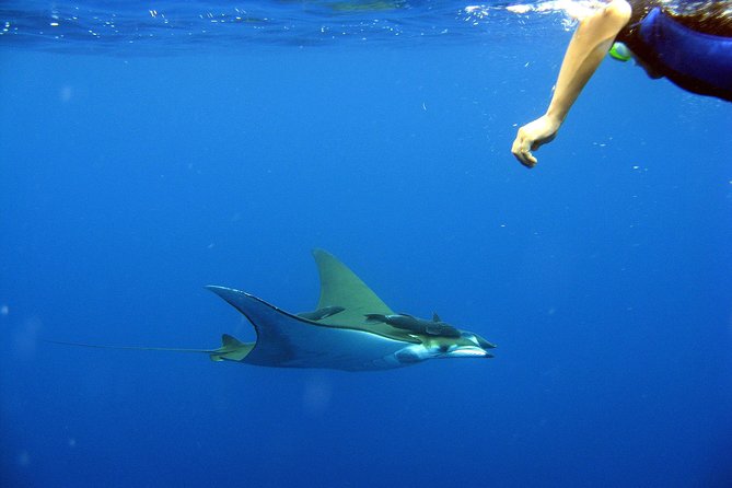 Guided by Divemaster, Cabo San Lucas Short Snorkeling Tour MANTA - Areas for Improvement