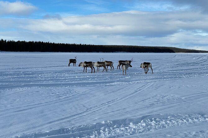 Guided Morning Snowmobile Adventure in Arctic Wilderness - Adventure Itinerary