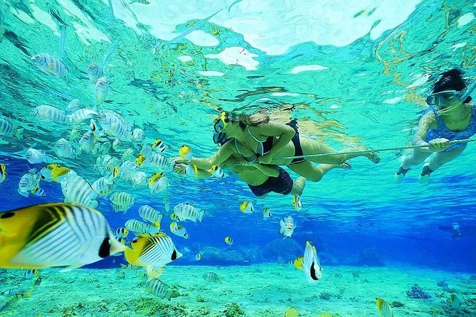 Guided Snorkel With Fish Tour at Wavebreak Island, Gold Coast - Common questions