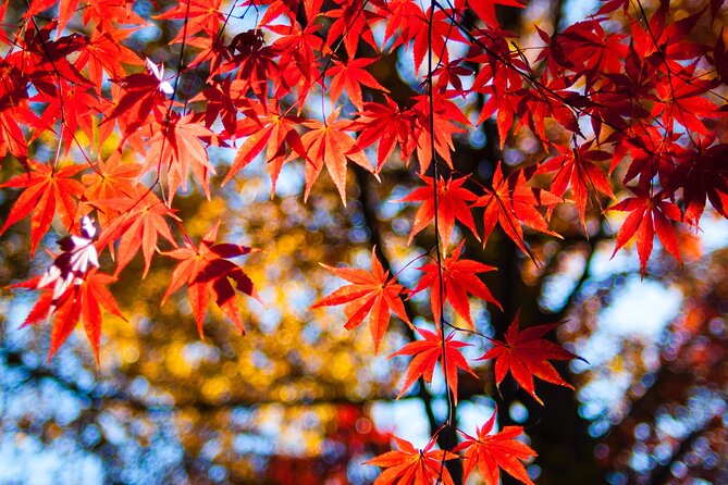 Gyeongju Maple Tour From Busan - Booking and Payment Details