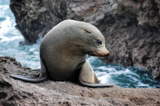 Half Day Dolphin Watching Cruise (Departing From Rotorua) - Cancellation and Refund Policy