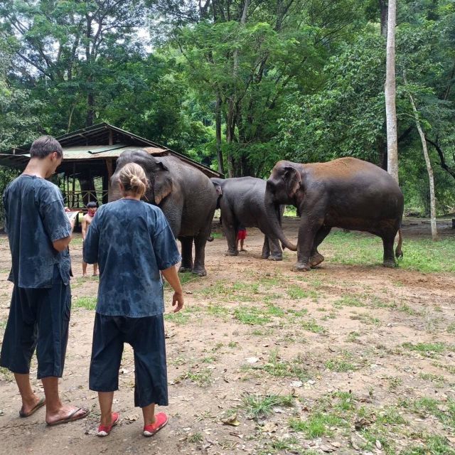Half Day Elephant Care - Elephant Interaction Activities