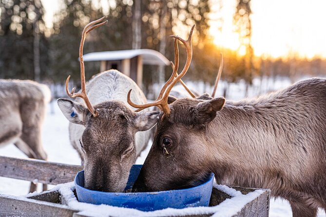 Half-Day Experience in Local Reindeer Farm in Lapland - Common questions