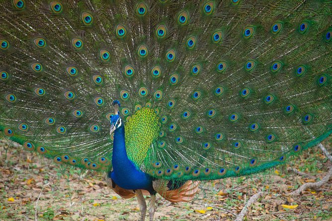 Half Day Jeep Safari In Yala National Park - Common questions