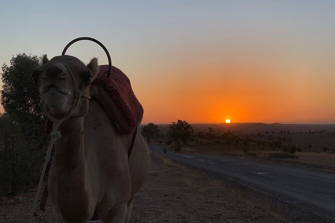 Half Day of Quad and Camel Ride With Moroccan Tagine at Lunch - Additional Information Provided