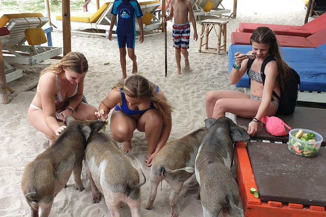 Half-Day Pig Island & Snorkeling Experience - Ethical Practices and Considerations