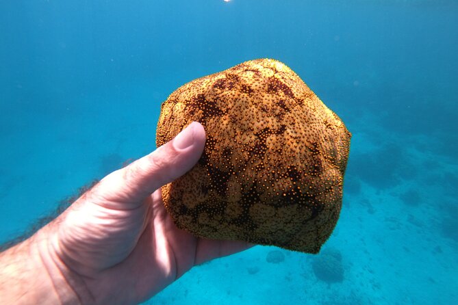 Half-Day Snorkeling Tour From Papeete - Common questions
