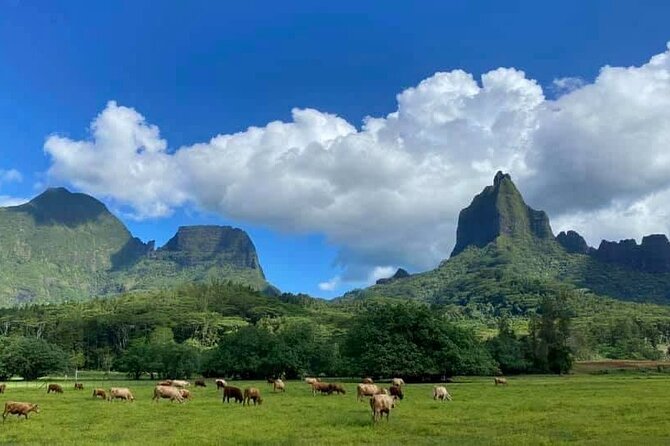 Half-Day Tour of Moorea Island in a Small Group - End Point and Cancellation Policy