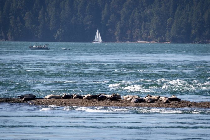 Half-Day Whale Watching Adventure From Vancouver - Directions