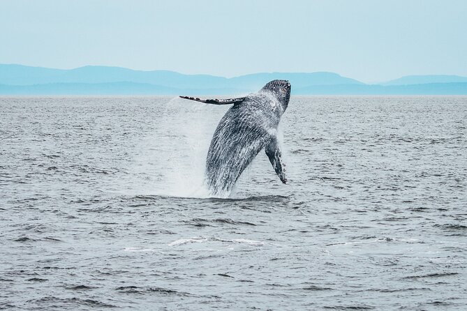 Half-Day Whale Watching Adventure From Victoria - Common questions