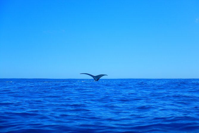 Half-Day Whale Watching and Swimming Tour, Moorea - Final Thoughts and Recommendations