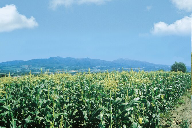 Harvest Produce in Nanporo, Enjoy Starry-NightBBQ in Shinshinotsu - Savoring Natures Harvest and Nighttime Delights