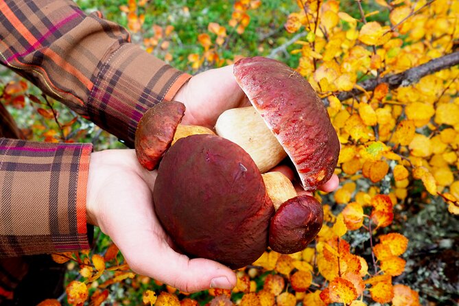 Helsinki Small-Group Mushroom-Hunting Experience - Common questions