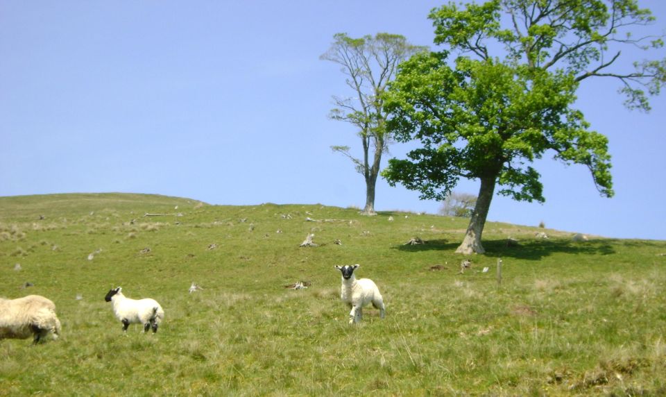 Hill & Nature Hike - Discover Real Edinburgh With a Local - Participant Requirements and Details