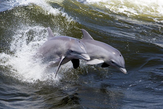 Hilton Head Sunset Dolphin Watching Cruise - Additional Information