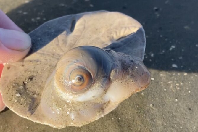 Hilton Head Vanishing Mile Isle Private Boat Charter  - Hilton Head Island - Educational Beachcombing Experience