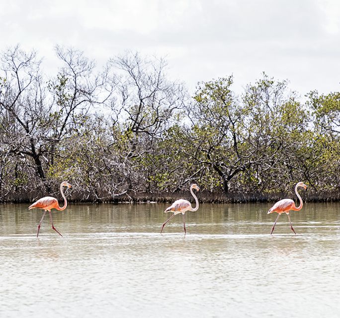 Holbox: Guided Kayaking Through Holbox's Mangroves - Booking Information