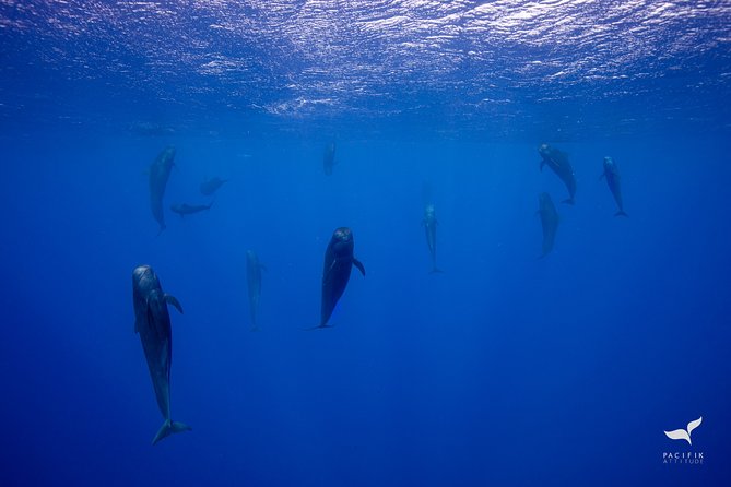 Humpback Whale Watching and Marine Life in Moorea - Ensuring Whale Conservation