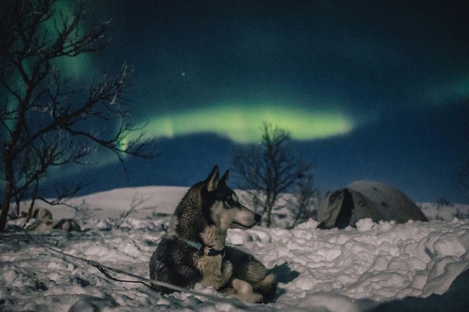 Hunting Northern Lights With Husky - Common questions