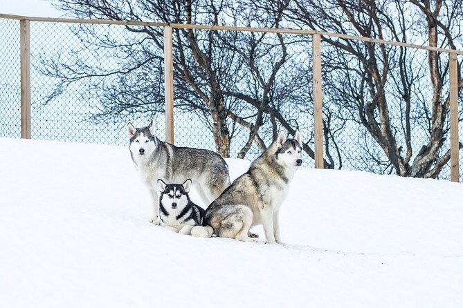 Husky Petting in Akureyri (private) - Common questions