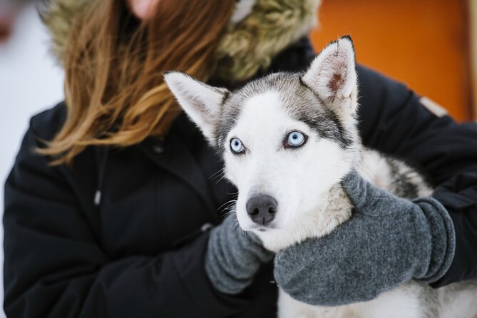 Husky Safari From Levi 2 KM or 5 KM With Husky Sledge Ride - Common questions