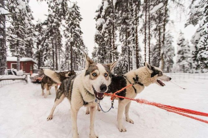 Husky Safari From Rovaniemi Including a Husky Sled Ride - Traveler Reviews and Recommendations