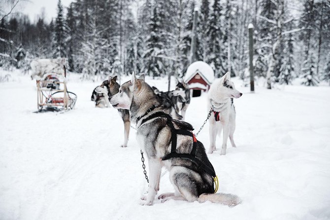 Ice Fishing and Husky - Common questions