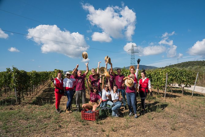 In a Carriage Among the Vineyards, Visit of the Cellar, Tasting of Organic Wines. - Common questions