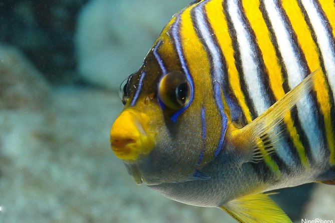 Introductory Dive in Bora Bora (afternoon) - Weather Contingency and Safety Measures