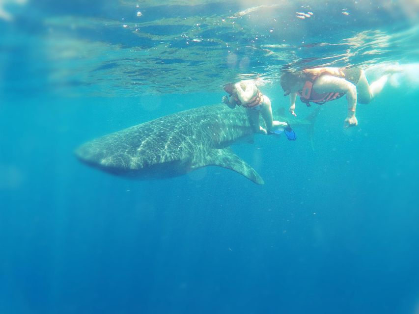 Isla Mujeres: Whale Shark Tour - Emphasis on Guest Safety